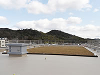 屋上芝生